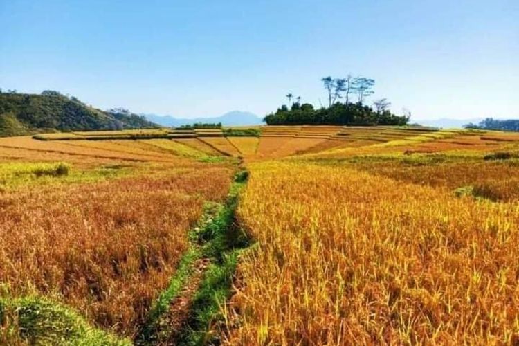 Persawahan Lodok Lingko Ratung, Kampung Carep, Kelurahan Laci Carep, Kec. Langke Rembong, Kab. Manggarai, NTT, Minggu, (8/5/2022) menjadi salah satu spot wisata agrowisata di Manggarai. (KOMPAS.com/DOK GURU WILLIBRODUS BARUS. (KOMPAS.com/DOK GURU WILLIBRODUS BARUS