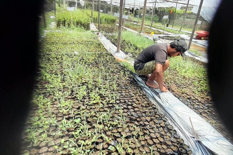 Cerita Warga Kulon Progo Sulap Bekas Galian Pasir Jadi Hutan Mangrove, Kini Jadi Tempat Singgah Burung Migran