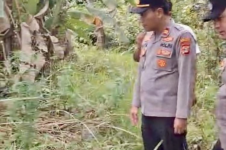 Pohon Ganja Setinggi 1 Meter Ditemukan di Kebun Warga Lampung Selatan