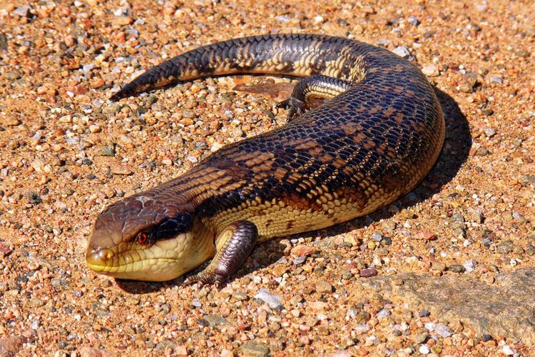 Kadal Brachymeles diketahui kehilangan kaki mereka karena evolusi untuk alasan yang masih belum diketahui.
