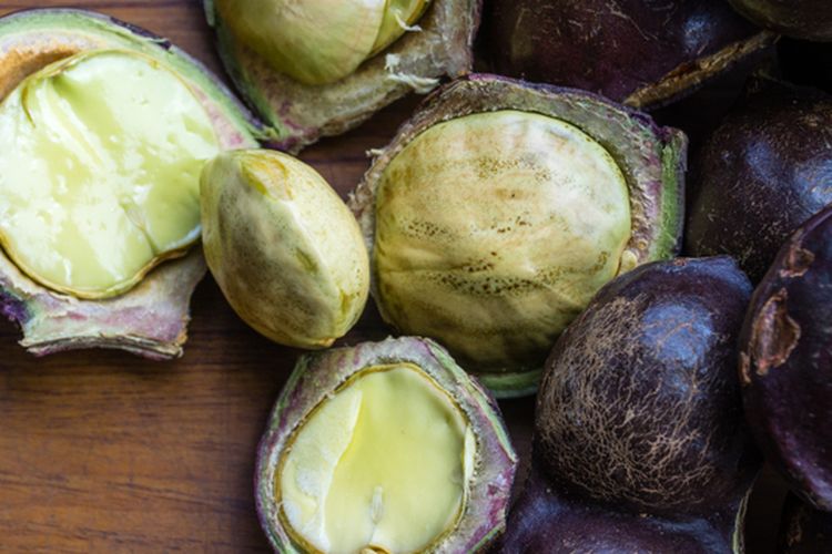 Ilustrasi jengkol, buah jengkol. Kulit jengkol dapat dimanfaatkan sebagai insektisida alami.