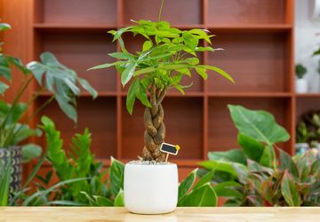 4 Cara Merawat Pohon Uang agar Tumbuh Subur dan Sehat