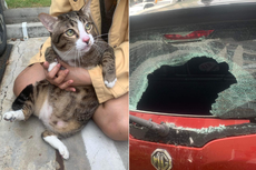 Kucing Seberat 8,5 Kg Jatuh dari Lantai 6 dan Bikin Kaca Mobil Bolong Tanpa Patah Tulang