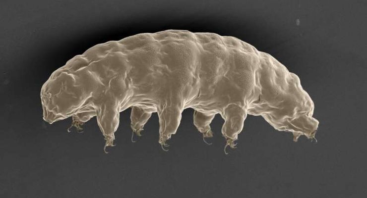 Ilmuwan Ungkap Cara Unik Tardigrade Bertahan dari Ledakan Radiasi