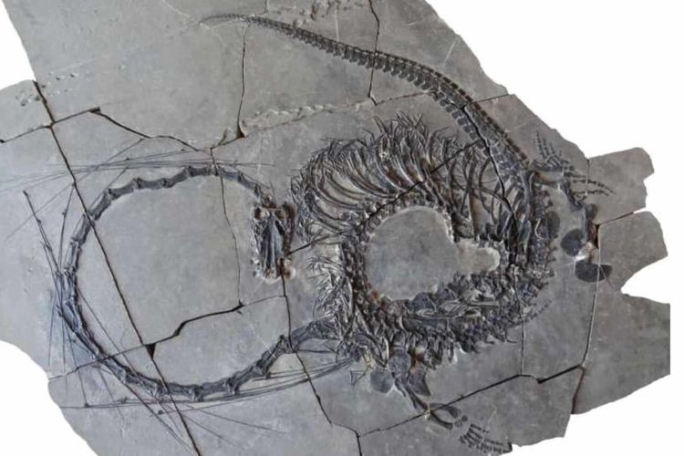 Fosil yang berasal dari spesies bernama Dinocephalosaurus orientalis, yang hidup di lautan pada masa Trias Tengah.