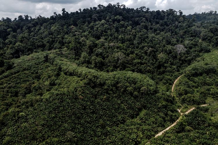 Foto aerial perkebunan kelapa sawit warga yang berada di kawasan hutan tempat masyarakat Suku Punan Batu berburu mencari makan.
