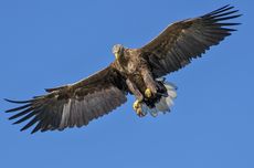 Tidak Bisa Langsung Terbang, Ini Asal Usul Sayap pada Burung