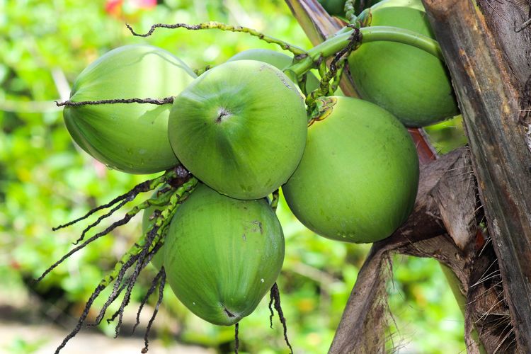 Indonesia Ekspor Kelapa Bulat, Pelaku Industri: Ciptakan Kompetitor untuk Hilirisasi