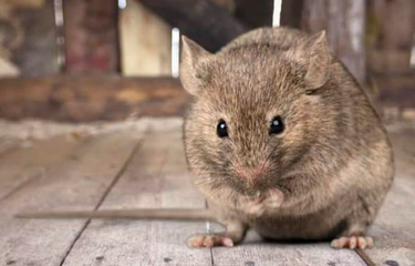 Ilustrasi tikus di atap rumah.