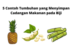 5 Contoh Tumbuhan yang Menyimpan Cadangan Makanan pada Biji