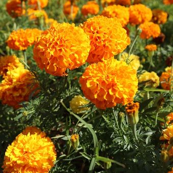 Ilustrasi bunga marigold.