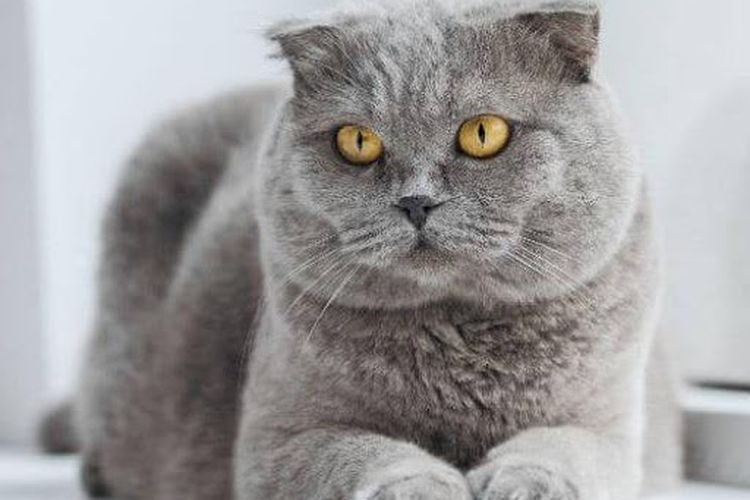 kucing scottish fold