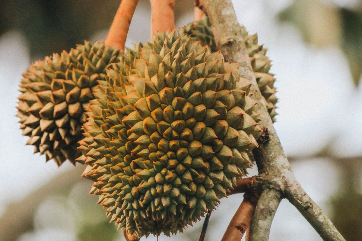 Ilustrasi buah durian, pohon durian.