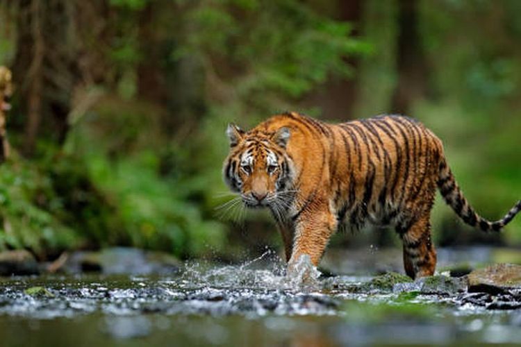 Masuk Kandang Harimau, Pria Tewas Diterkam di Taman Margasatwa Inggris