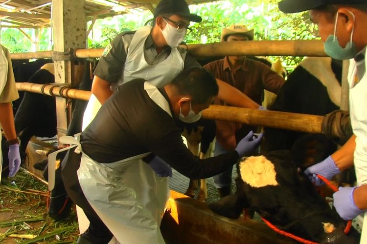 Bupati Lumajang Thoriqul Haq menyuntikkan vaksin PMK perdana di Lumajang, Senin (27/6/2022)