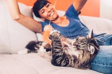 Berapa Lama Durasi Ideal untuk Bermain dengan Kucing?