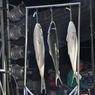 Kontes Ikan Bandeng Akan Kembali Digelar, Catat Tanggalnya