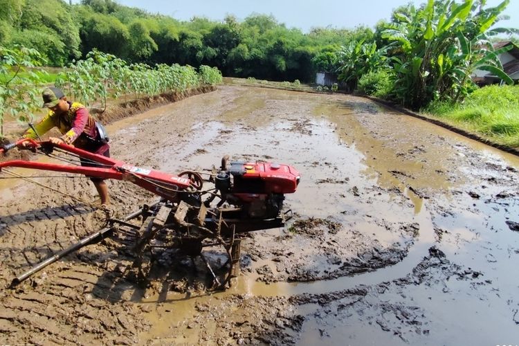 Menjemput Swasembada dari Desa: Peran Bulog, Petani Muda, dan Kebangkitan Lahan Tidur di Cirebon