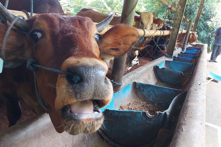 Pemeriksaan kesehatan sapi oleh dokter hewan di Kabupaten Bandung Barat.