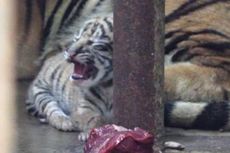 Seekor Bayi Harimau Sumatera Lahir, Akan Dinamakan 