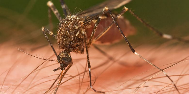 Adakah Makanan Yang Bisa Mencegah Kita Digigit Nyamuk Halaman All Kompas Com