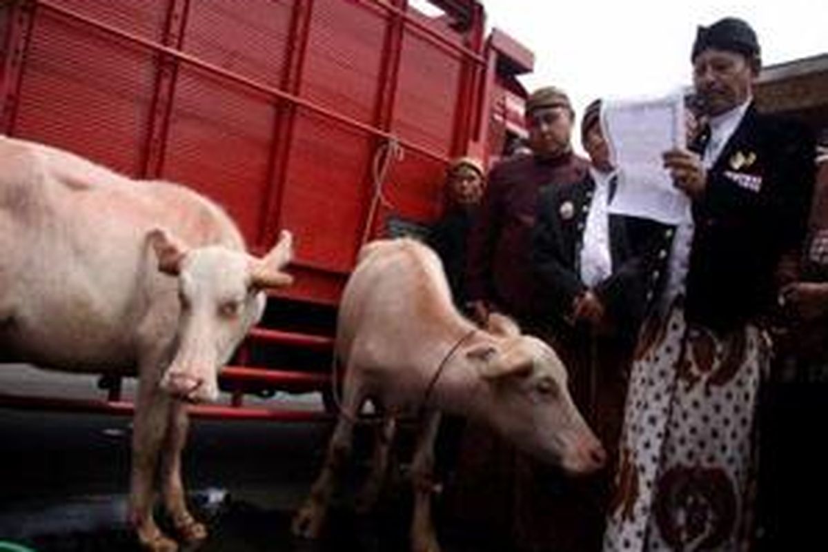 Ketua Sastra Jendra, KPH. Daru Driyo (kanan) membacakan surat pengukuhan Karaton Surakarta mengenai pemberian dua ekor Kebo Bule kepada Taman Mini Indonesia Indah (TMII), Jakarta Timur, Jumat (26/12). Rencana kedua hewan ini dijadwalkan mengikuti kirab budaya pada Minggu (28/12) malam untuk memperingati malam 1 Sura (tahun baru Jawa).