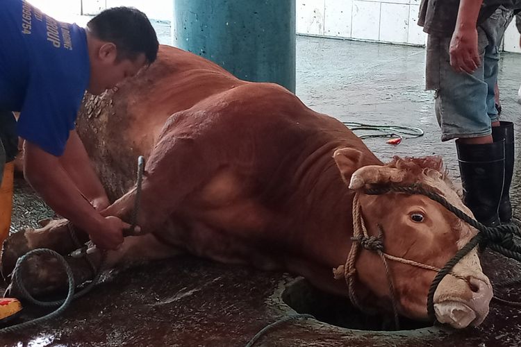 Salah satu hewan kurban berupa sapi hendak disembelih di Rumah Potong Hewan (RPH), Kota Batu, Jawa Timur pada Minggu (10/7/2022). 
