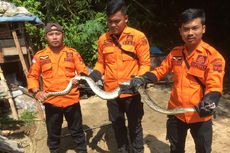 Ular Sanca 2 Meter Masuk Kandang Ayam Milik Warga di Sindangbarang Bogor 