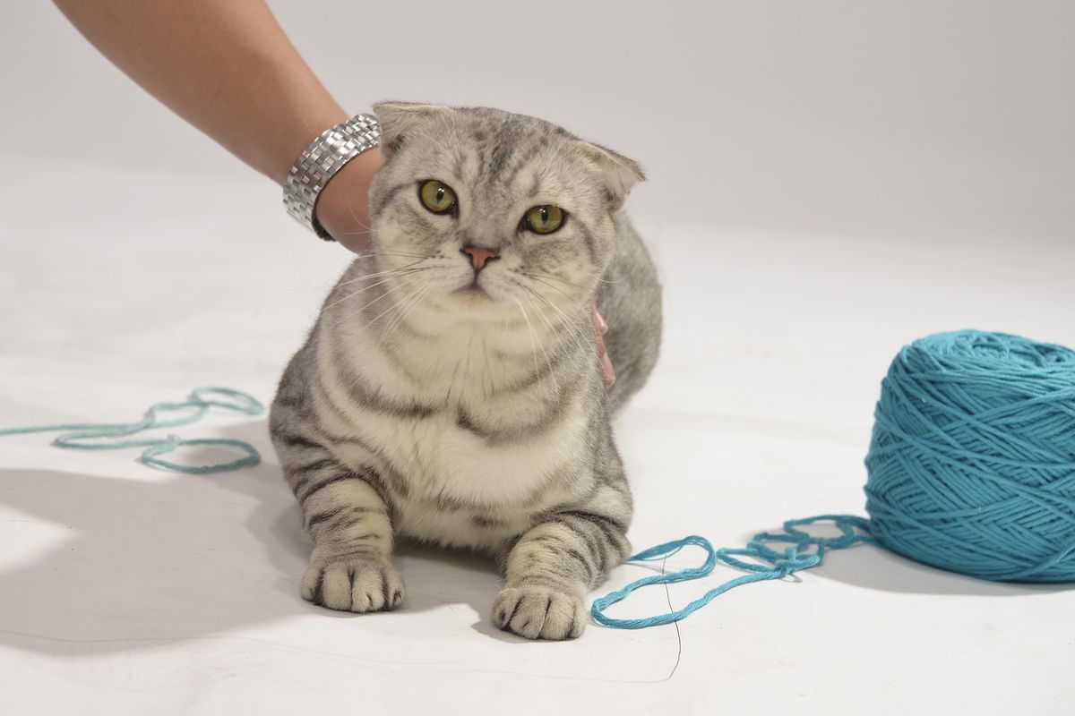 Ilustrasi kucing bermain benang. 