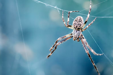 Cara Mengusir Laba-laba dari Rumah, Awas Bisa Mengigit