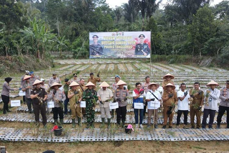 Polda Lampung Dorong Budidaya Bawang Putih, Tanggamus Sudah Panen 3 Ton