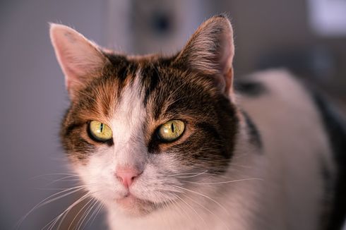 5 Fakta Menarik Ras Kucing European Shorthair 