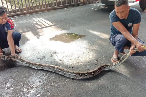 Ular Piton 5 Meter Ditangkap Usai Mangsa Ternak Warga