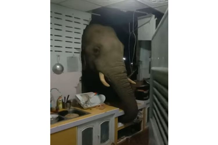 Gajah yang lapar di Thailand menjebol tembok dapur rumaah orang. [SS/YOUTUBE/VIRAL PRESS]