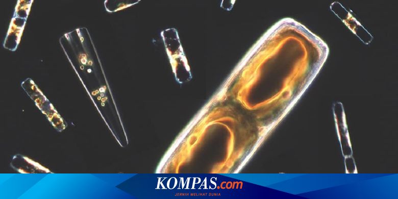 The Role of Phytoplankton in Oxygen Production and Carbon Fixation