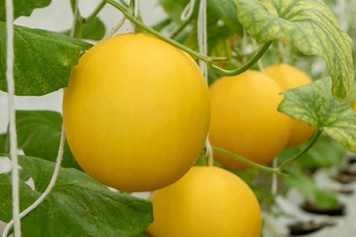 Ilustrasi budidaya melon dalam greenhouse