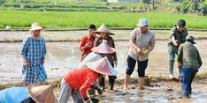 Kemarau Tetap Bisa Tanam, Petani Senang IP Naik 