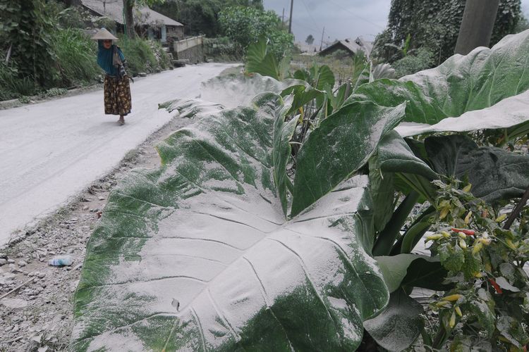 Warga melintas di jalan yang terselimuti abu vulkanis Gunung Merapi di Tlogolele, Selo, Boyolali, Jawa Tengah, Sabtu (11/3/2023).  Meskipun terjadi awan panas guguran pada Sabtu (11/3/2023) siang, kegiatan warga di lereng Gunung Merapi masih berjalan normal.