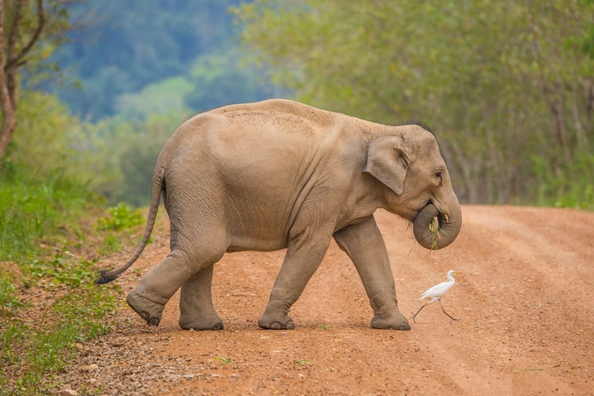 Ilustrasi gajah Asia.