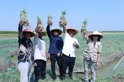 IPB Kembangkan Kebun Inovasi Bawang Merah di Demak Jateng, Produktivitas Naik 30 Persen