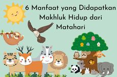 6 Manfaat yang Didapatkan Makhluk Hidup dari Matahari