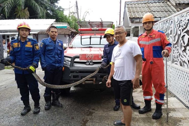 Petugas Damkar melakukan penanganan ular sanca yang muncul di kloset rumah warga Cibinong, Kabupaten Bogor, Jawa Barat, Sabtu (16/3/2024).