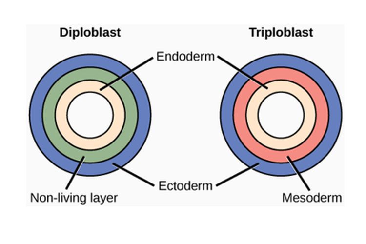 Lapisan hewan diploblastik dan triploblastik