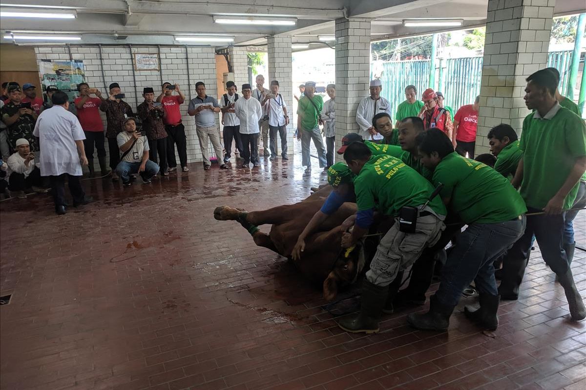 proses Penyembelihan sapi 1,7 Ton milik Jokowi di Masjid Istiqlal