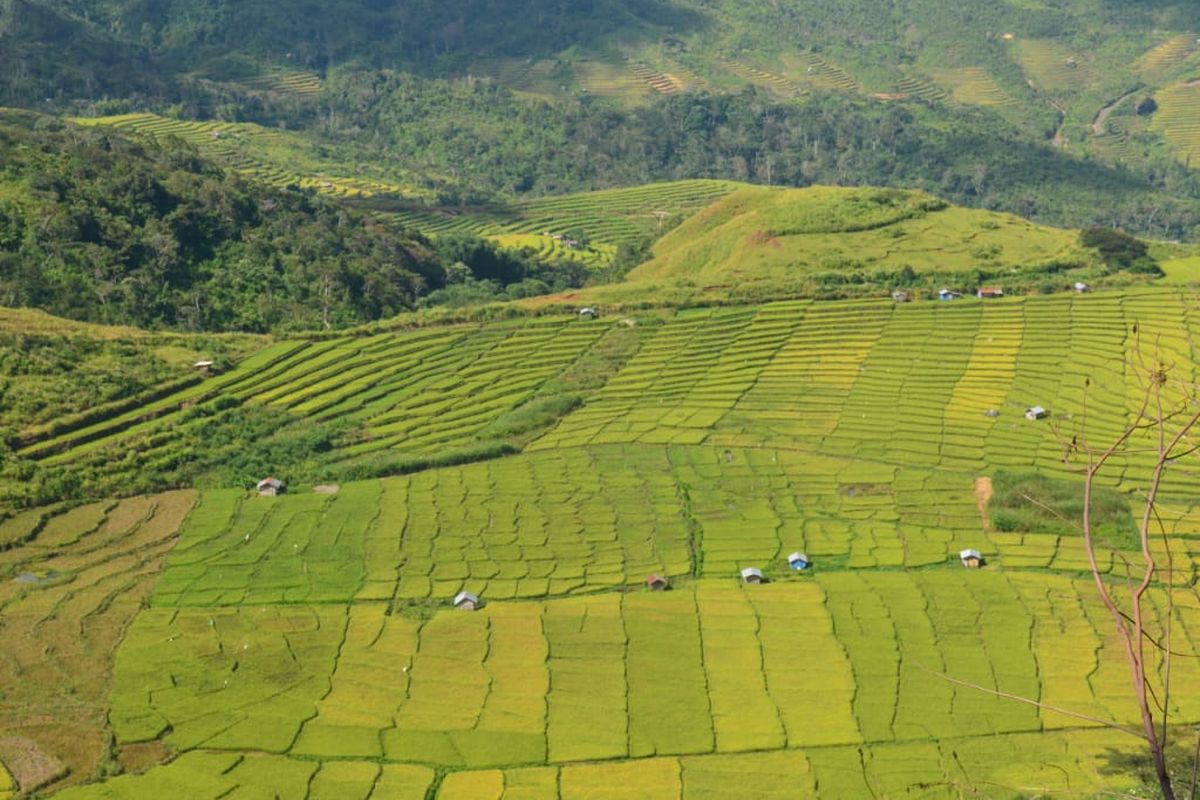 Airlangga Hartanto as Indonesia?s Coordinating Minister of Economic Affairs confirmed the initial start of the food barn during a visit to Pulang Pisau Regency and Kapuas Regency. 