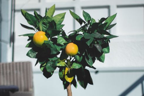 Cara Mudah Menanam Pohon Lemon Indoor dari Biji hingga Berbuah 