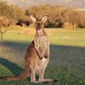 Pakar Australia Usul Tembak Kanguru Sebelum Mati Kelaparan