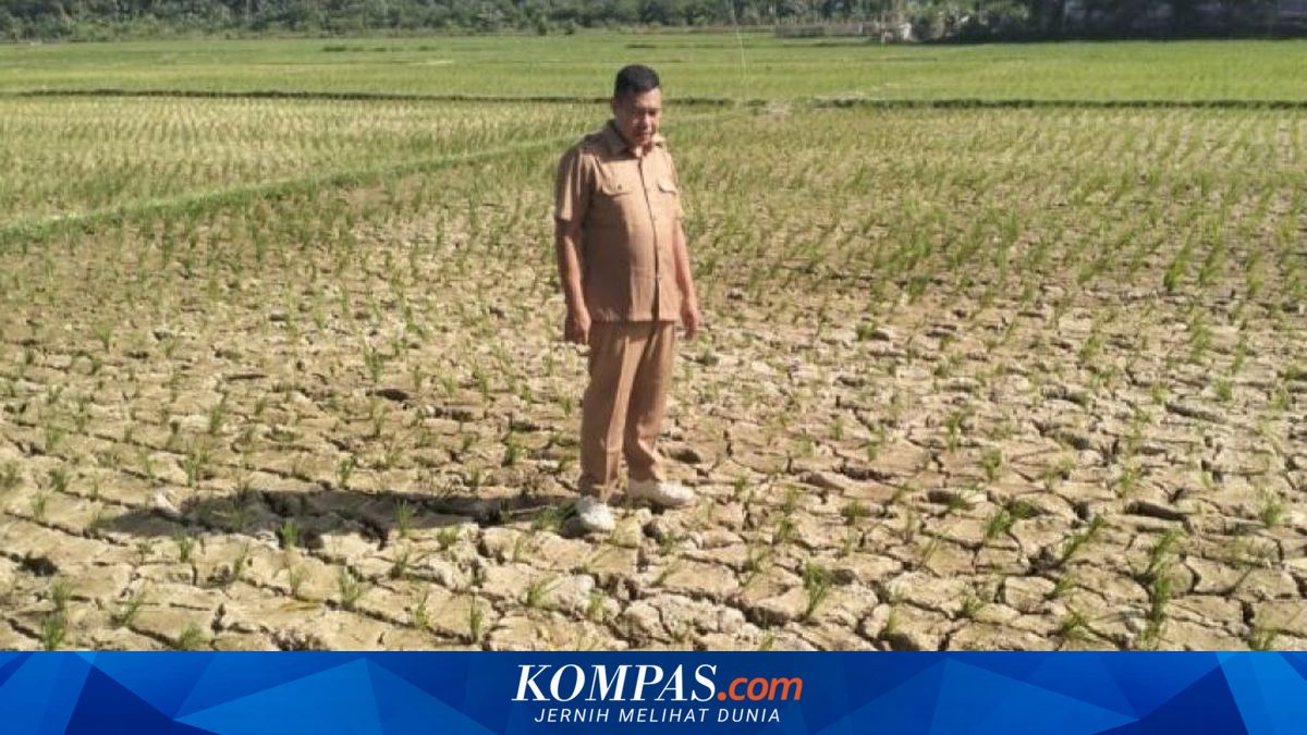 BMKG Jelaskan Perbedaan El Nino dan Musim Kemarau