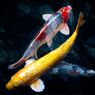 Ikan Koi, Hiburan bagi Penjaga Gawang PS Sleman