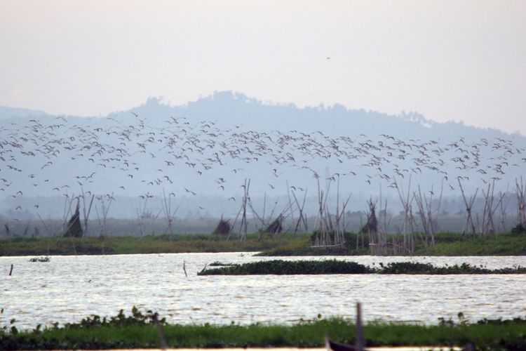 Ribuan burung dara laut berbagai jenis terbang bergerombol di atas permukaan Danau Limboto, Gorontalo. Dalam masa migrasi danau ini kedatangan berbagai jenis burung yang datang dari wilayah lain.